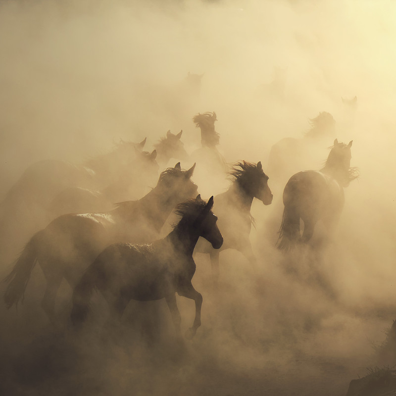 马在雾中奔跑。图片下载