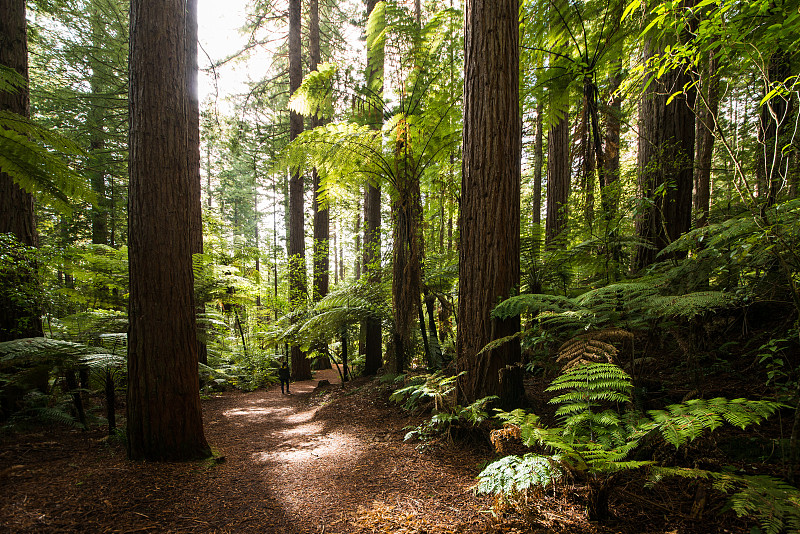 新西兰红树林 redwood图片素材