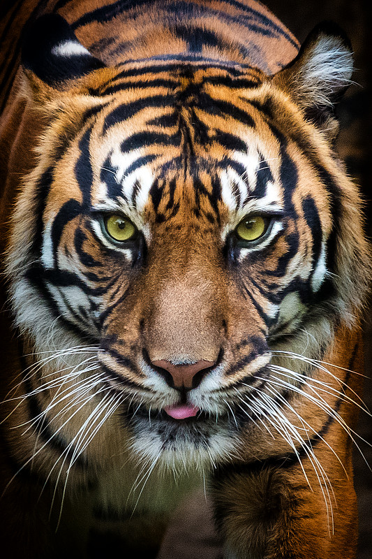 老虎,布拉格动物园图片下载