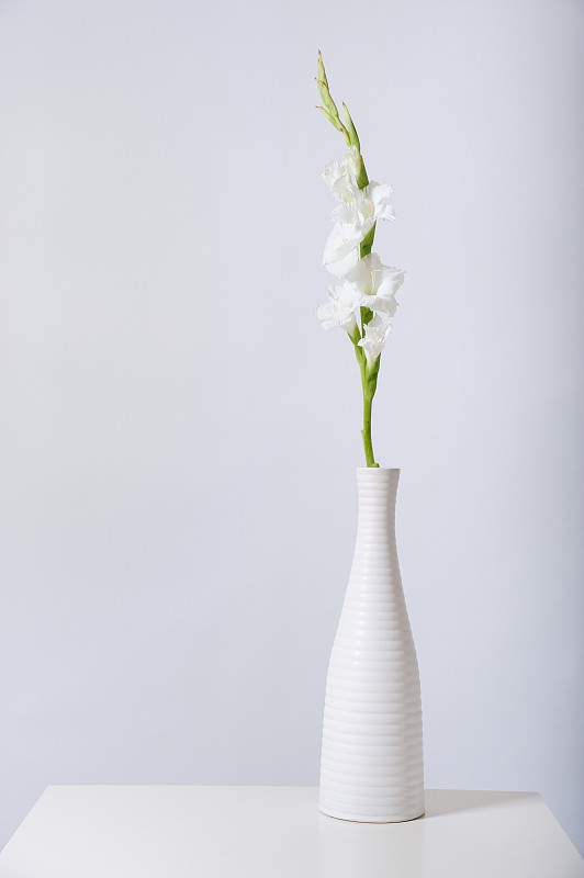 白花瓶里的白剑兰图片素材