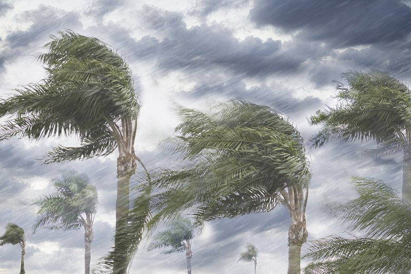 雨和风暴风吹树图片下载