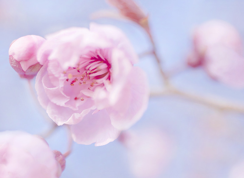 樱桃树开花图片下载