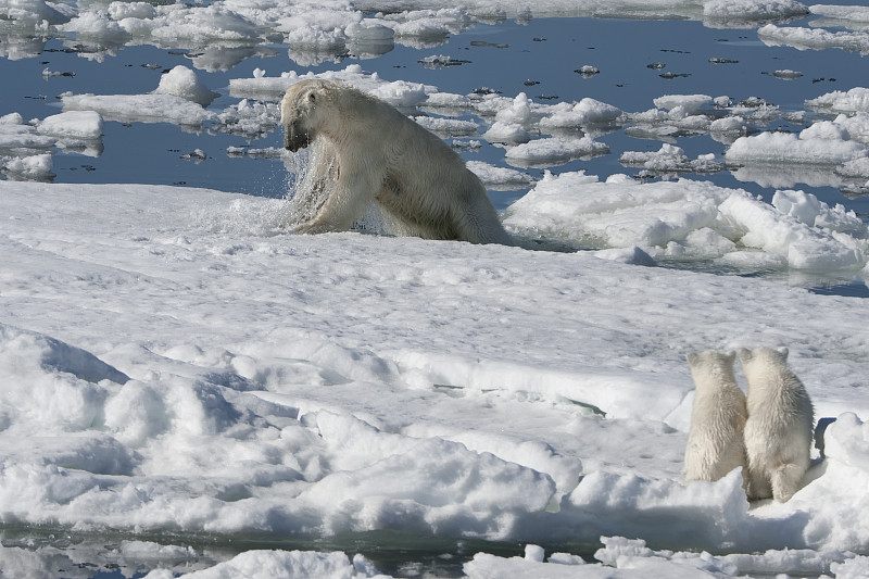 北极熊捕猎海豹图片下载