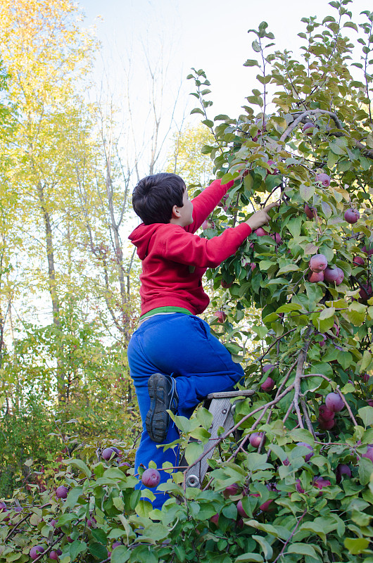穿红毛衣的男孩在树上摘苹果图片下载