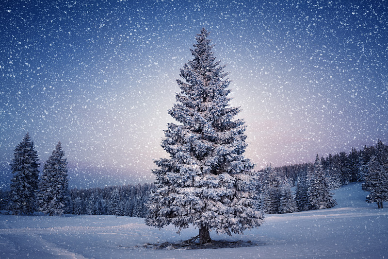 冬天的树图片下载