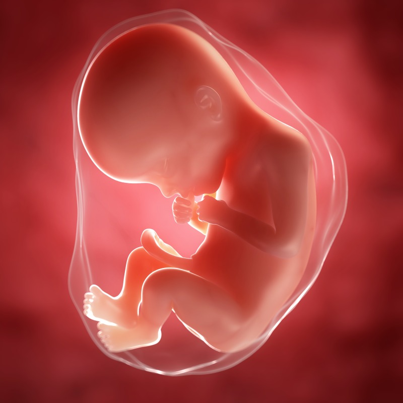 怀孕22周胎儿位置图片图片