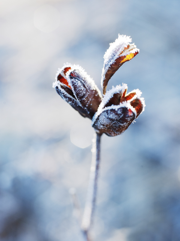 霜冻植物的特写图片下载