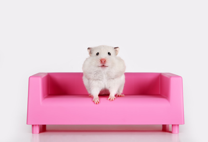 白色的仓鼠在粉红色的玩具沙发上图片下载