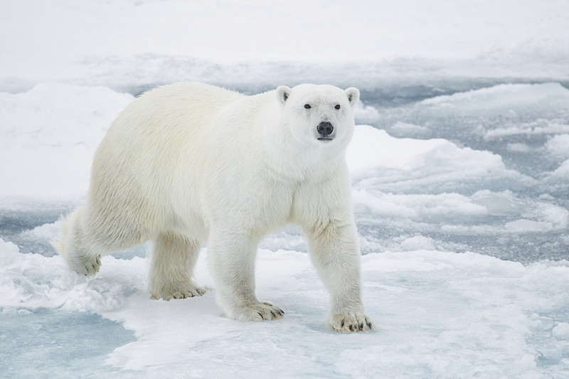 北极熊在浮冰上图片下载