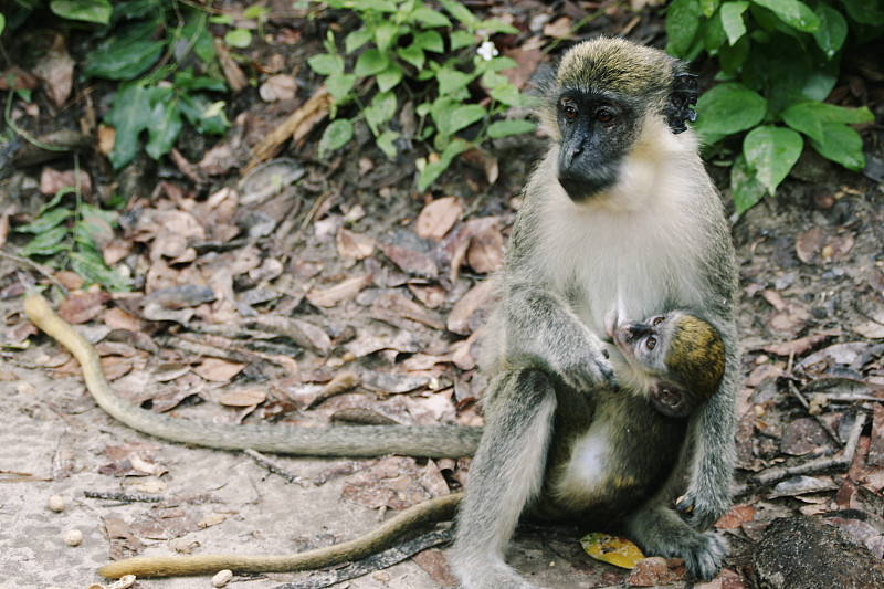 一只猴子正在喂她的猴子宝宝图片下载