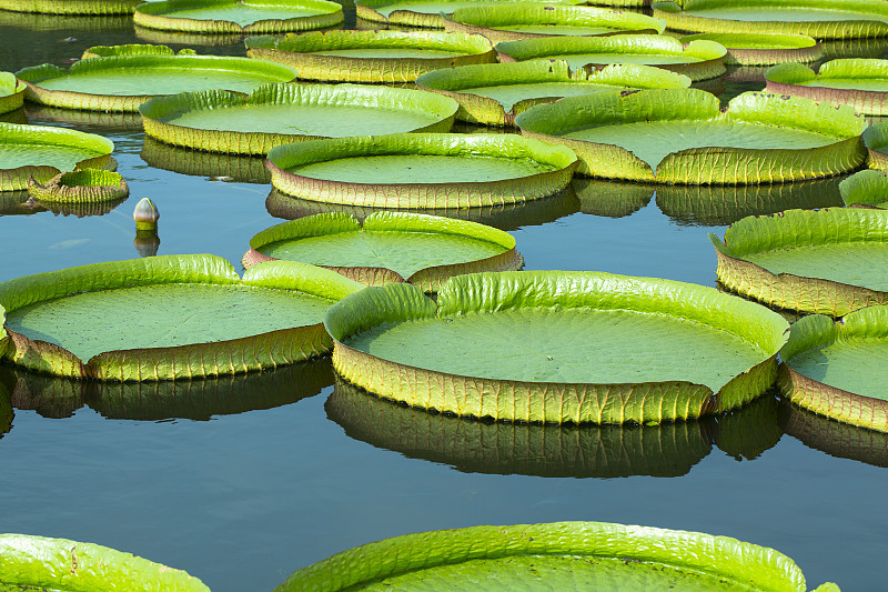绿色的睡莲叶子生长在水中图片素材