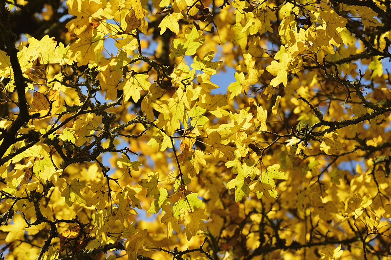 秋色树叶图片下载