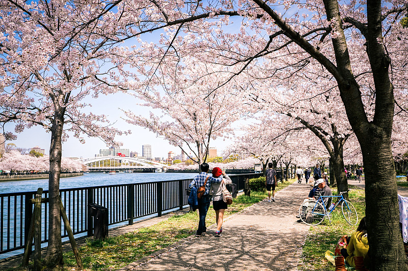 樱花在科马樱宫公园的河边图片下载