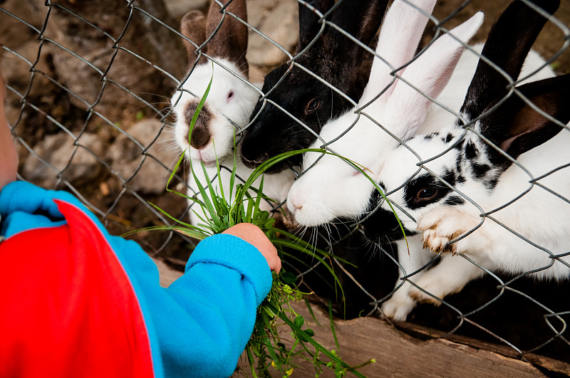 婴儿喂养兔子图片下载