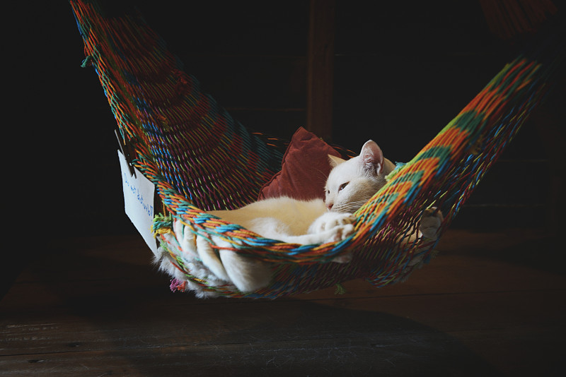 一只小吊床上睡着的白猫图片素材