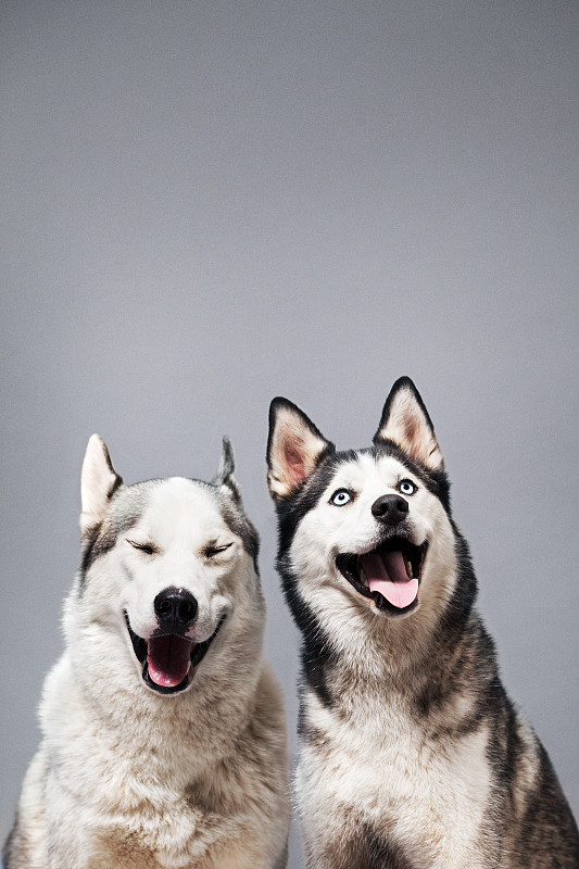 两只快乐的哈士奇狗图片下载