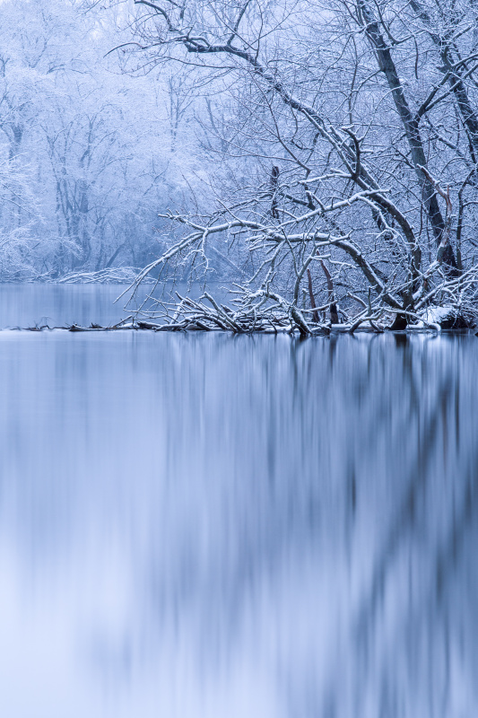 河岸上的冬树图片素材