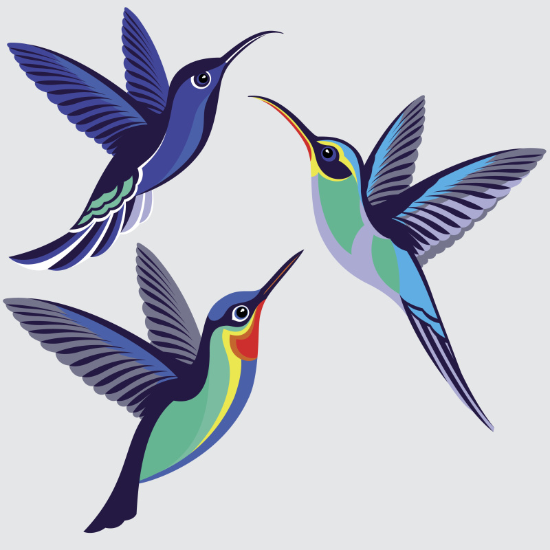 蜂鸟集-紫剑齿虎，绿色隐士，火喉蜂鸟图片下载