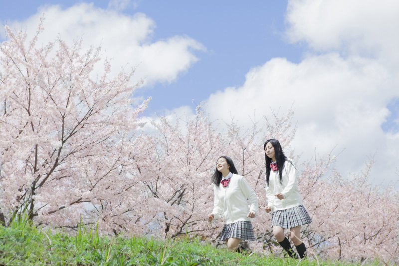 日本高中生在后面跑樱花树图片下载