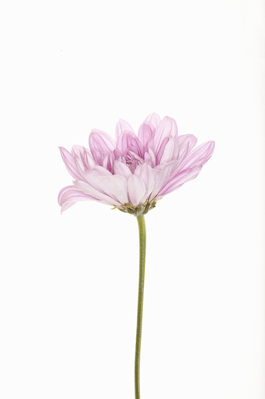 白色背景上带茎的粉红色花图片素材