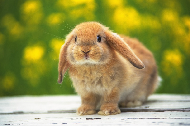 一个垂耳兔子站在木地板上的特写图像，被黄色的花包围，前视图，差异焦点图片下载