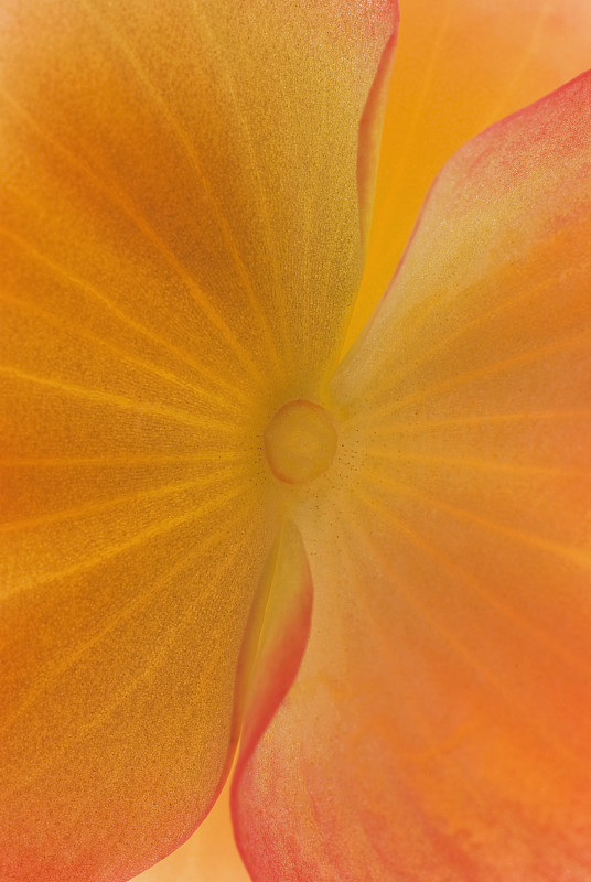 一个橙色花瓣的特写图片下载