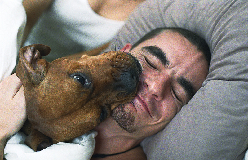 狗舔着睡着的男人的笑脸图片素材