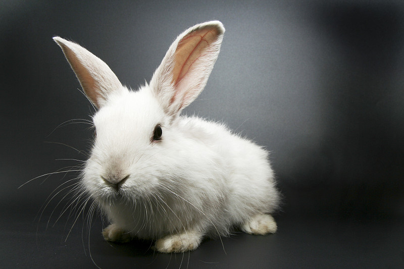 白色的宠物兔子图片下载