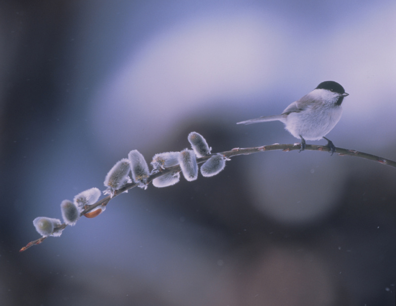 柳山雀栖息在一根结冰的树枝上图片下载