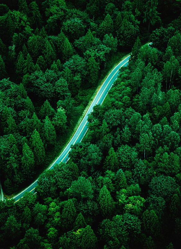 公路穿过森林图片下载