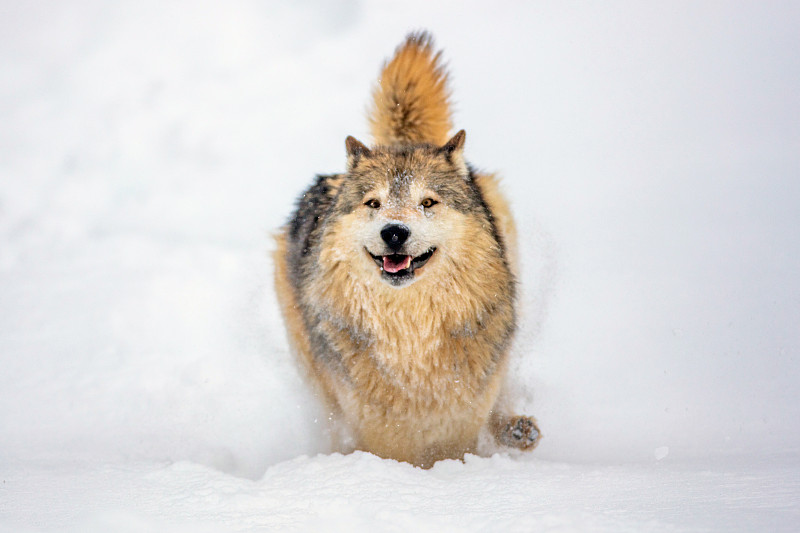 正面拍摄的大灰狼环顾四周，在雪地里奔跑图片下载