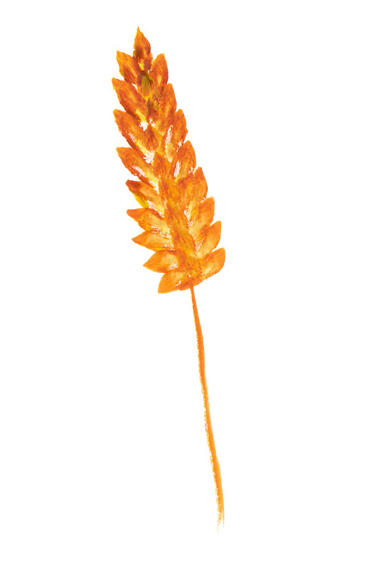 黑麦产品插图水彩小穗。在白色背景上单独绘制。图片素材