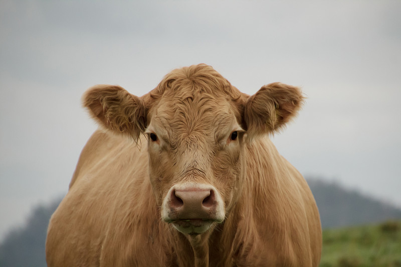 天空下田野上的牛的肖像图片素材