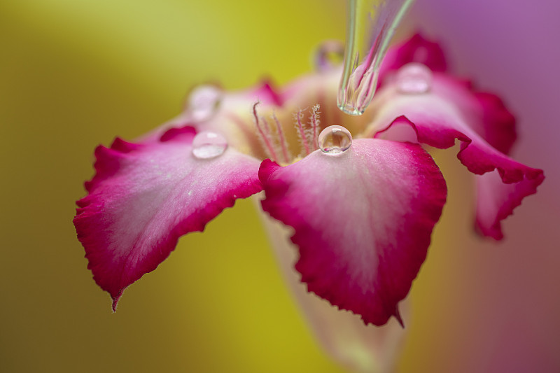水滴在沙漠玫瑰花瓣上的特写图片素材