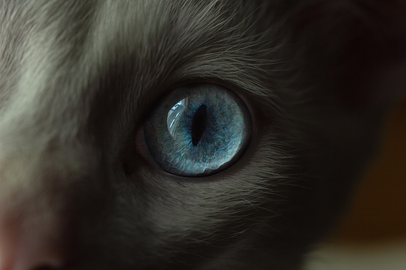 猫眼的特写图片素材