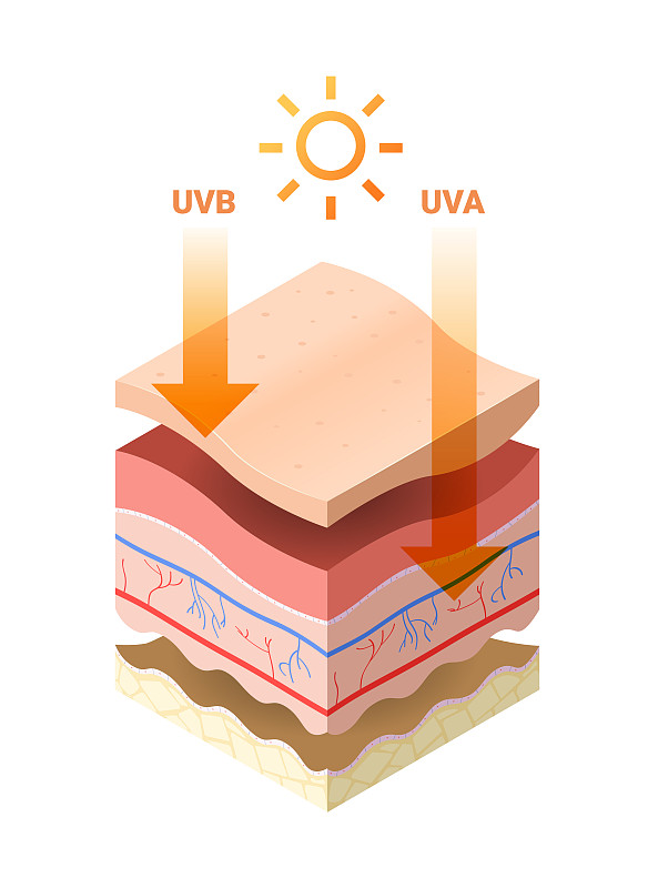 来自太阳的Uvb uva射线穿透皮肤表皮，人体皮肤横截面分层结构，皮肤护理医学概念平坦图片下载