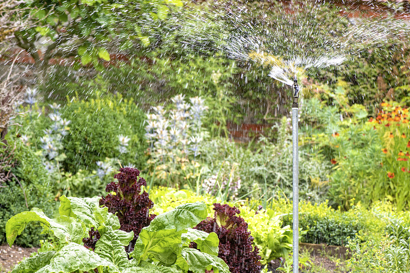 喷灌系统在夏季阳光下为菜园供水图片下载