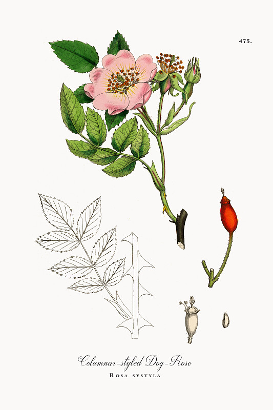 柱状风格的狗玫瑰，罗莎·斯蒂拉，维多利亚植物学插图，1863年图片下载