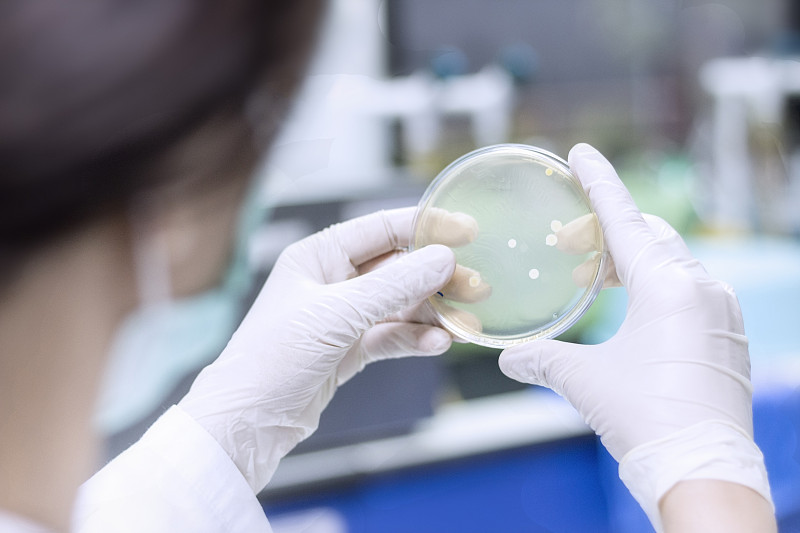 微生物学家正在计算实验室里的细菌或微生物菌落图片下载