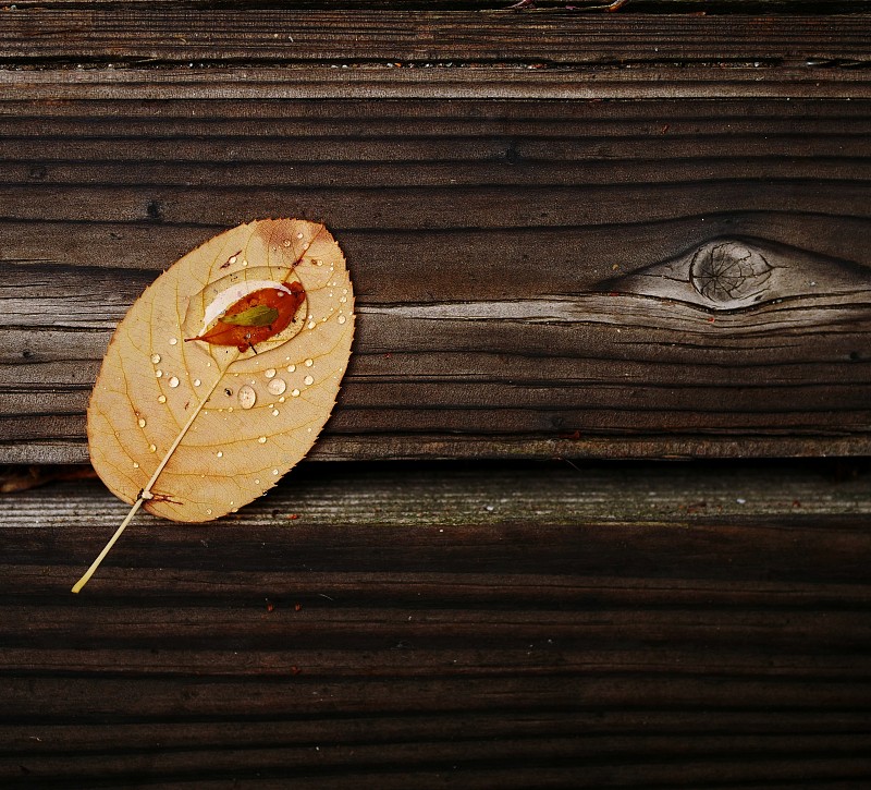 叶子上的水滴。图片下载