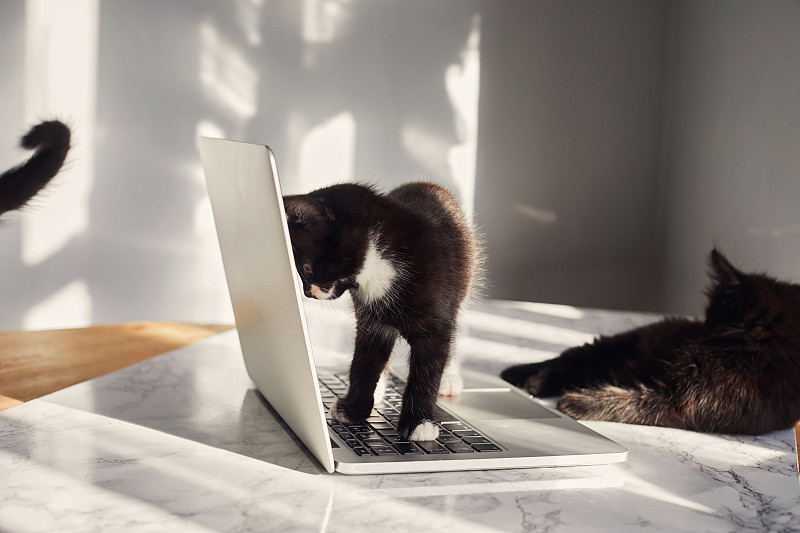 小猫看着笔记本电脑的屏幕图片下载