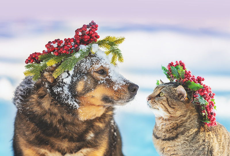 有趣的狗和猫与圣诞花环坐在一起，在户外的雪在冬天。圣诞场景图片下载