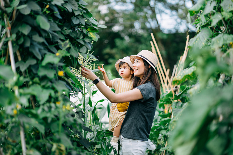 快乐的年轻亚洲家庭在有机农场体验农业。母亲教小女儿学会尊重自然母亲图片素材