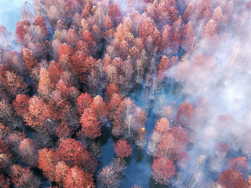 黎明时分的安徽红树林图片下载