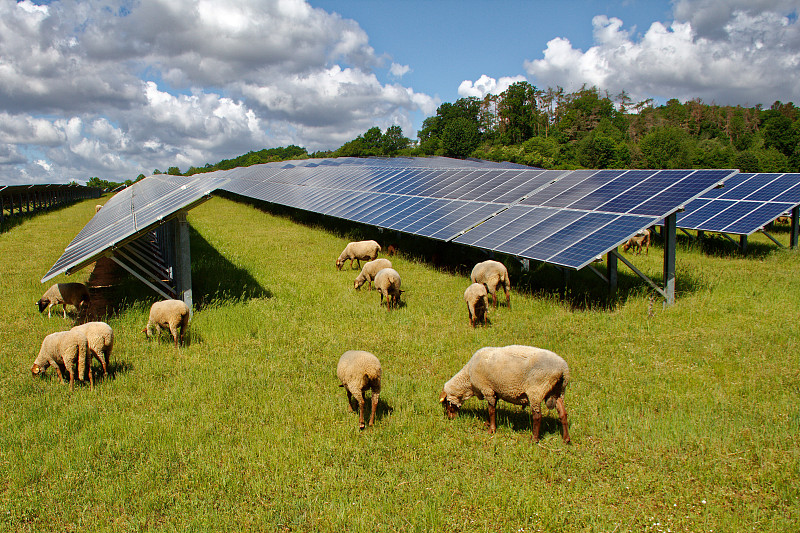 太阳能发电站与绵羊图片素材