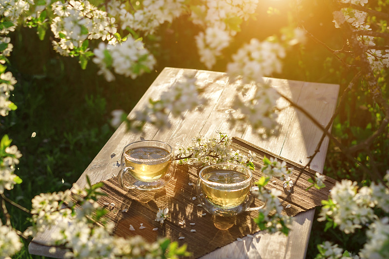 在落日的余晖中，春天花园的木桌上放着两只美丽的茶杯，茶杯上的绿茶点缀着白色的樱花。图片下载