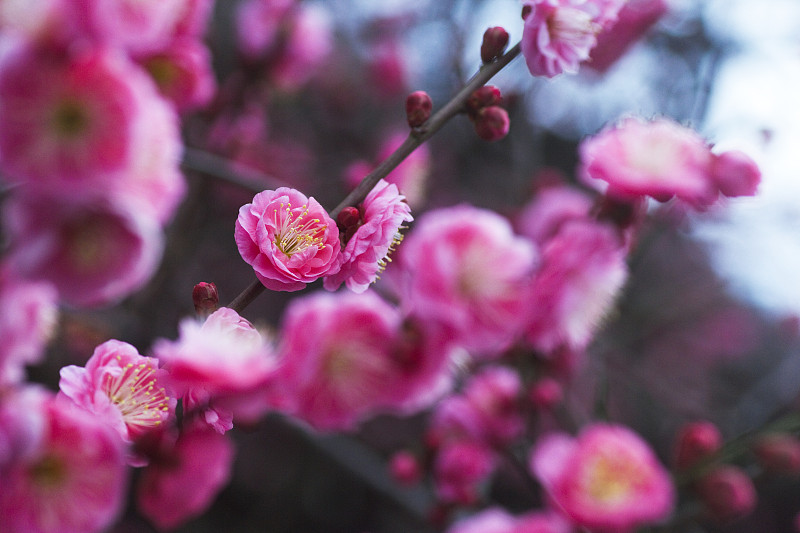 粉红色日本梅花图片下载
