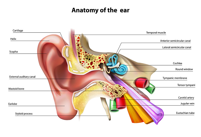 耳朵的解剖学。矢量插图。图片下载