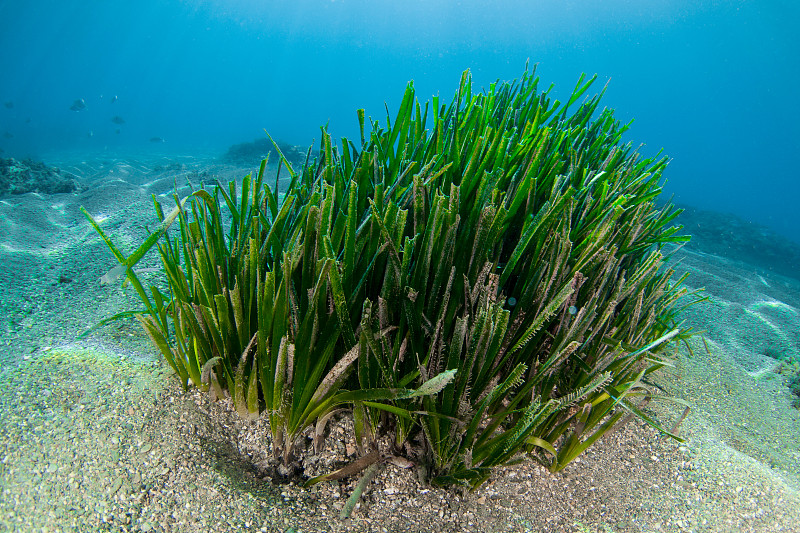 地中海波西多尼亚大洋洲的水下草原，清澈的海水和阳光图片下载