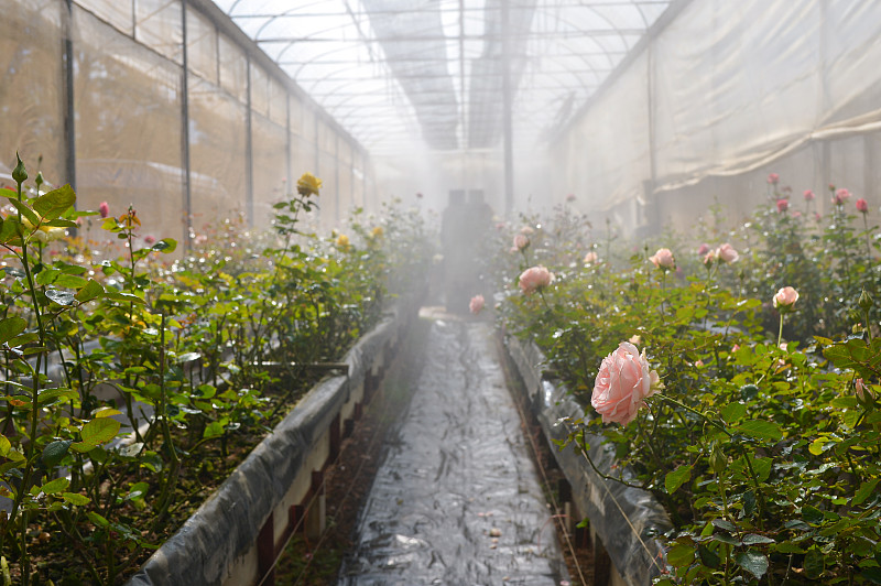 泰国，温室里的玫瑰图片素材